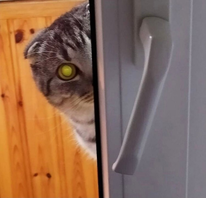 Не можете дозваться кота? Просто закройте дверь и начните что-нибудь есть без него)