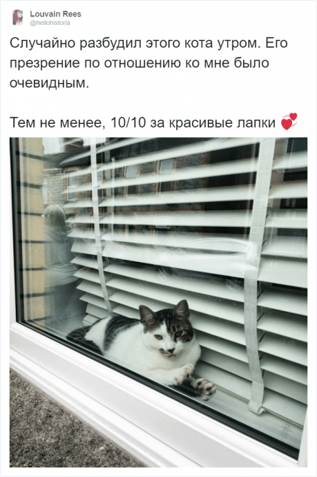 Рецензии на котов