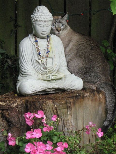 Такого дзена, как у котов, буддистам еще достигать и достигать