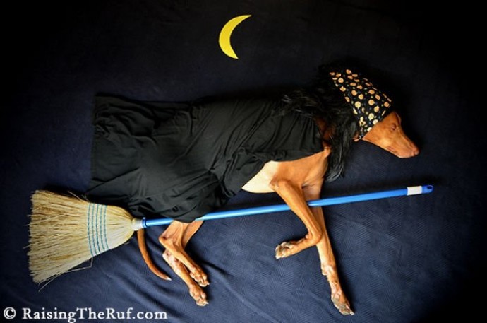 Приключения пса Руфуса во время сна