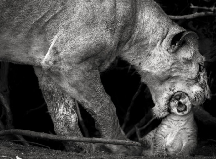 Самые удивительные фотографии National Geographic