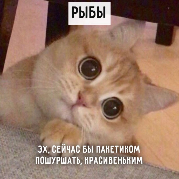 А какой ты котик?