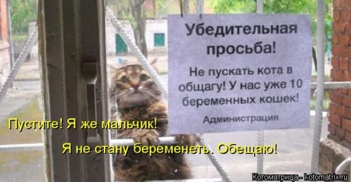 Котоматрица