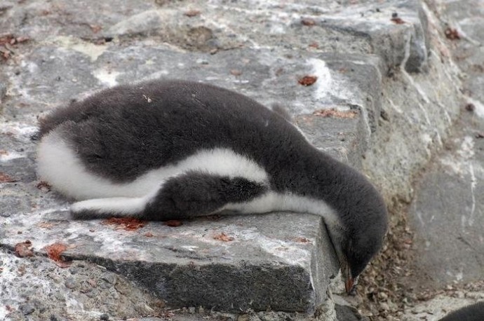 Спящее царство пингвинов