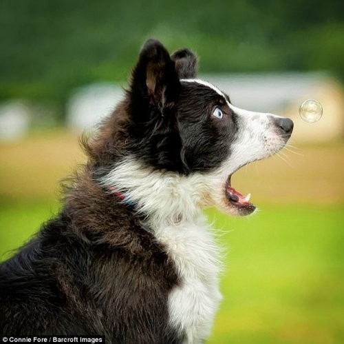 Смешные фотографии с конкурса Comedy Pet Photography Awards