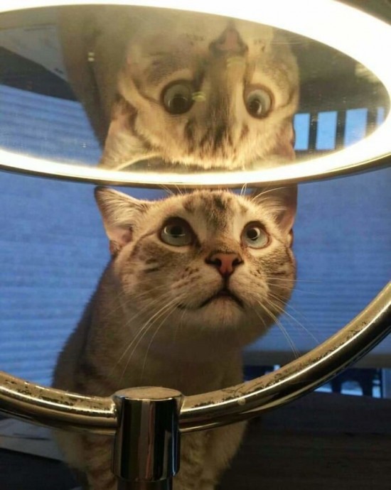 Животные, которые увидели себя в зеркале