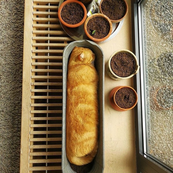 Фотоколлекция с братьями нашими меньшими, которые всем своим видом стараются поднять вам настроение. Фотоколлекция с братьями нашими меньшими, которые всем своим видом стараются поднять вам настроение.