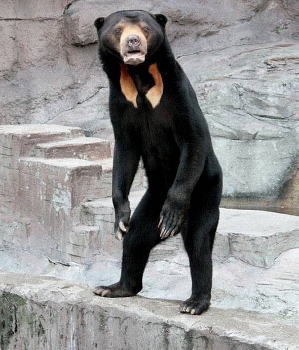 Малайский медведь выглядит так, будто накануне хорошо оторвался