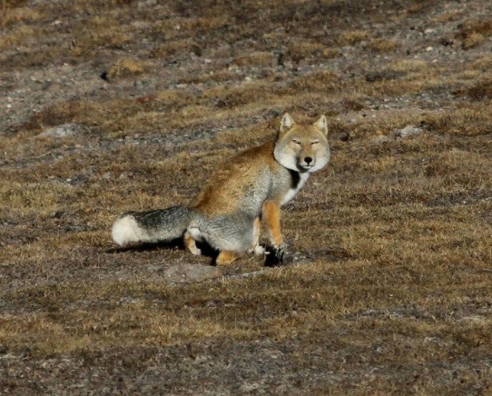 Тибетские лисицы: выглядят как животные-пофигисты