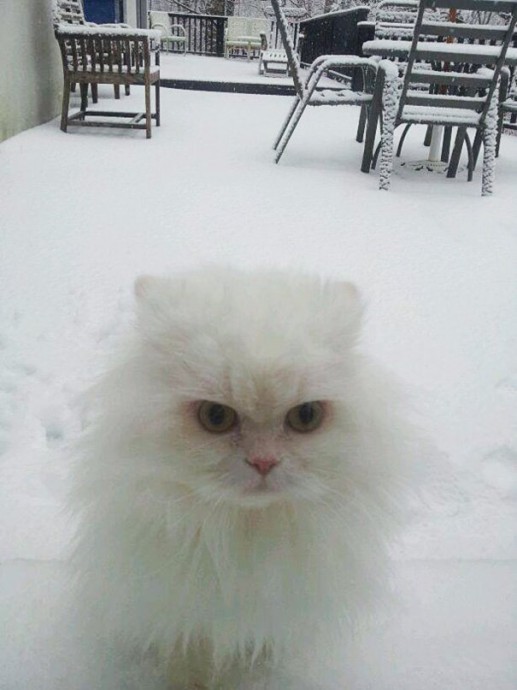 Хозяин, ты ничего не забыл?