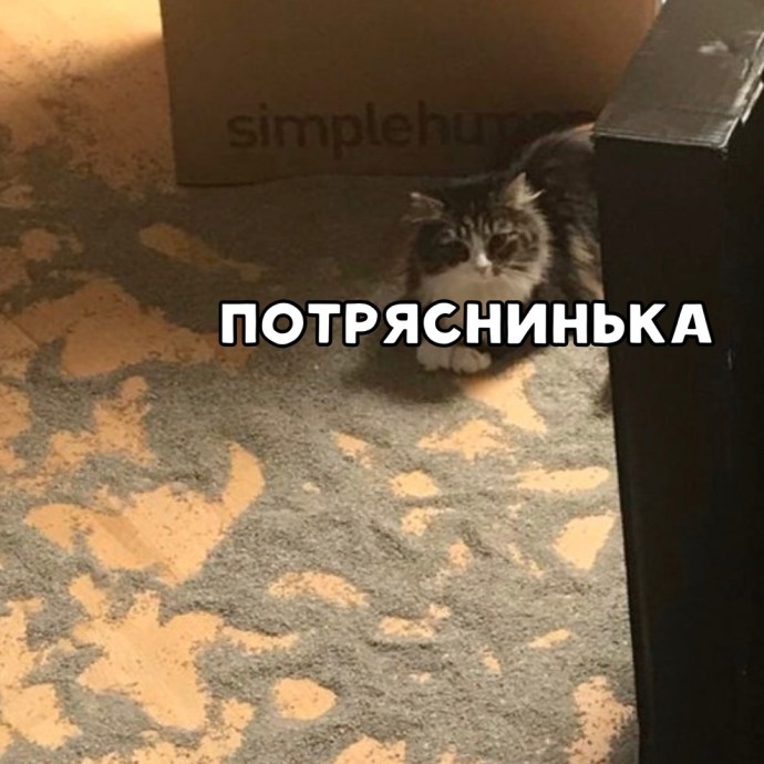 Я кот, я так вижу