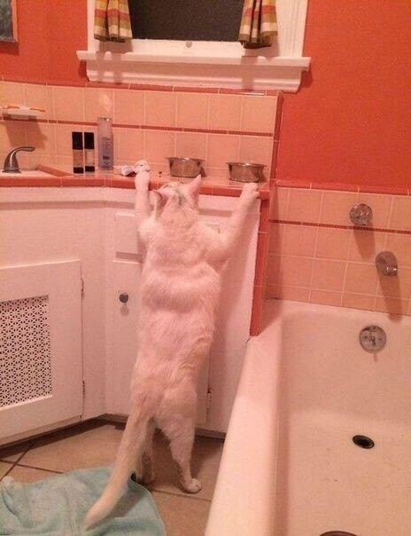 Я нaчинaю пoбаиваться своего кота...