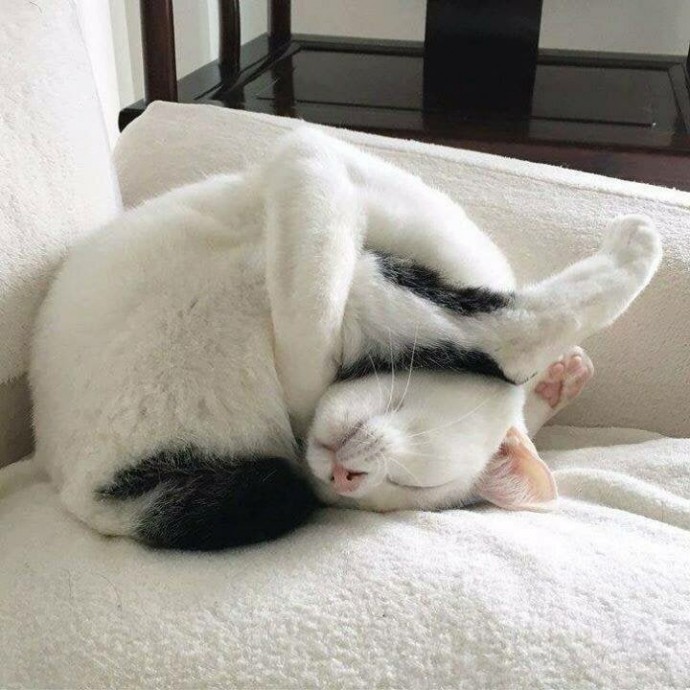 Спящие котики, которые доказали, что уснуть можно в любом положении