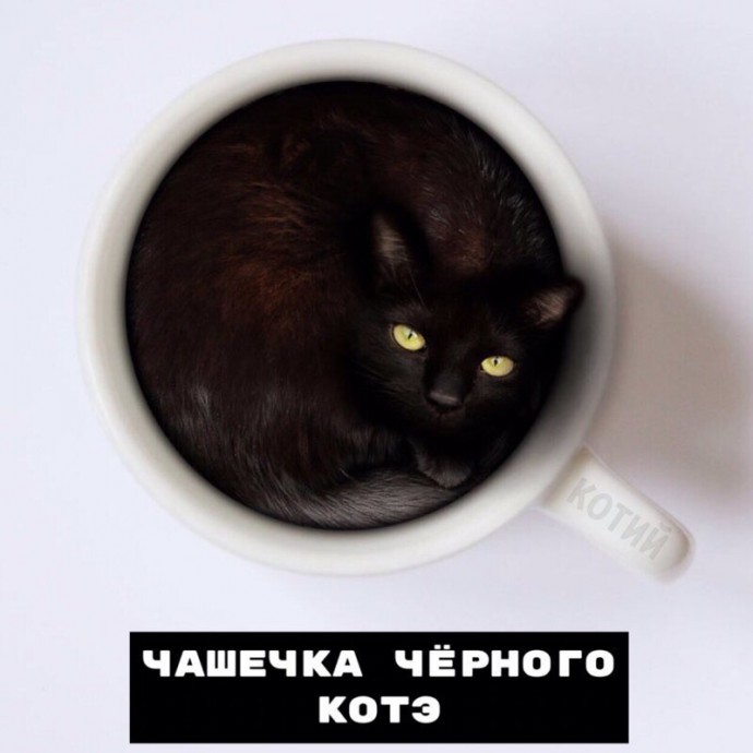 Виды котокофе