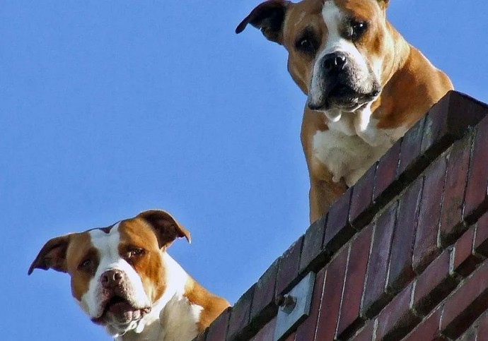 Зима близко, собаки гнездятся на крышах