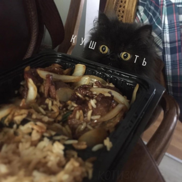 Когда хочешь спокойно поесть, но у тебя кот
