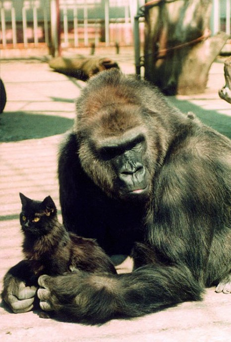 Котики+обезьяны = взаимопонимание