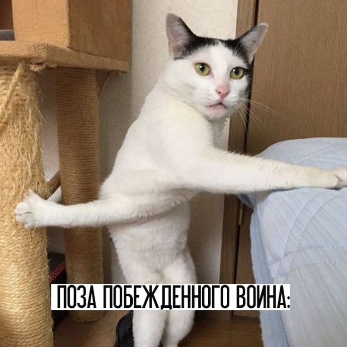 Котойога