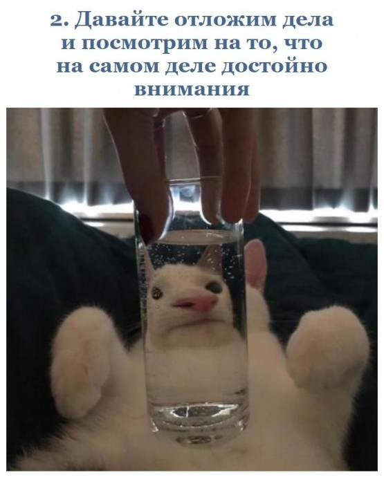 Ох уж эти котейки!