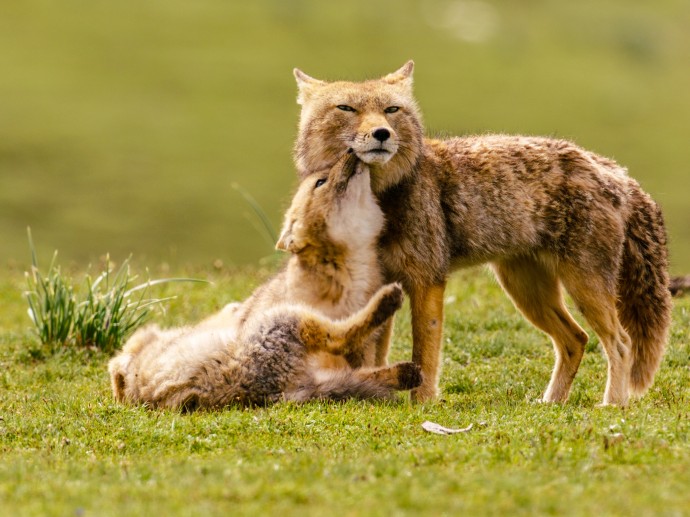 Тибетская лисица и её немножко презрительный взгляд.