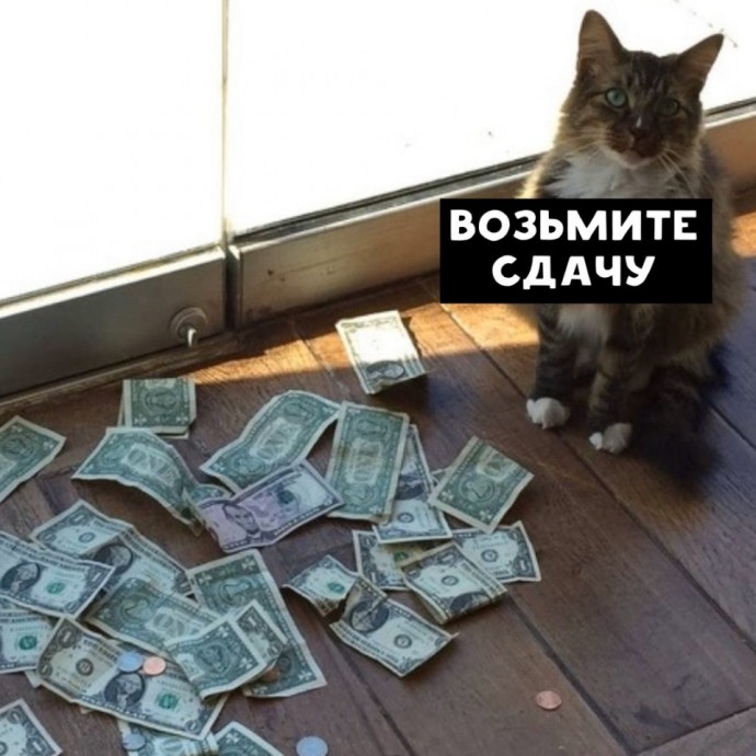 Умные коты на вес золота.