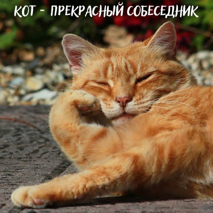 Если вы всё ещё не завели кота