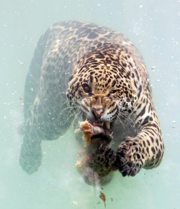 Ягуар на подводной охоте. Выражение морды бесценно!