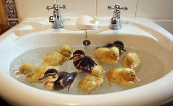 Когда домашние животные обожают принимать ванну.