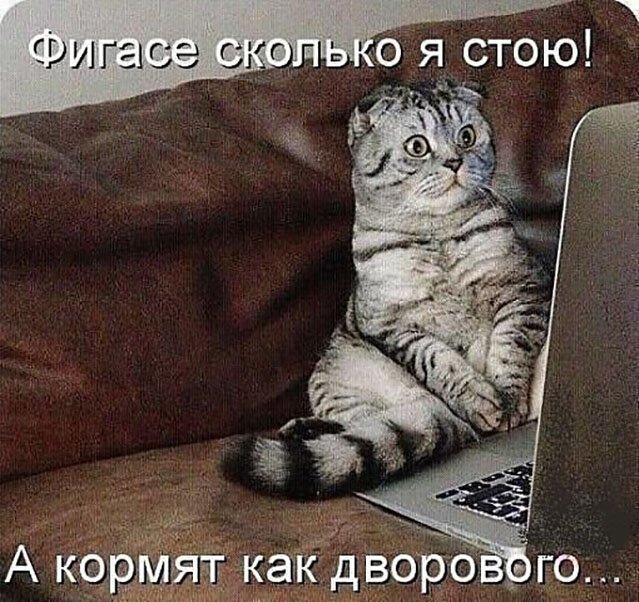 Котопост