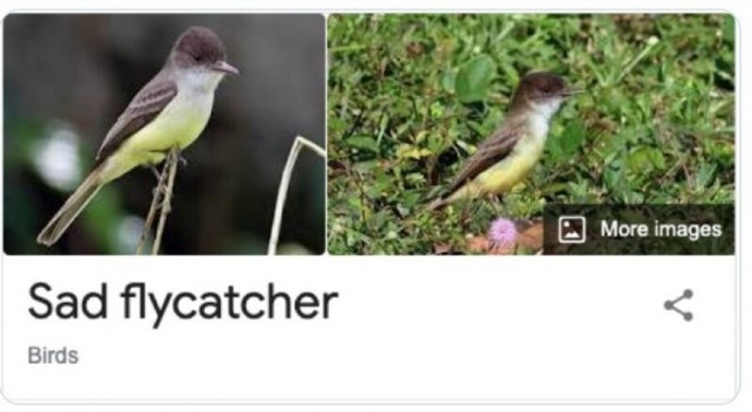 Забавные названия птиц в переводе