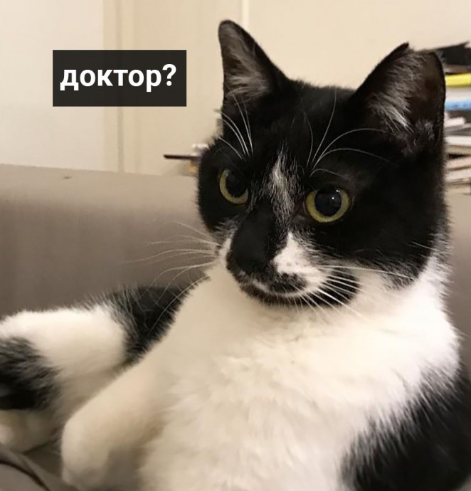 На приёме доктора Котовского