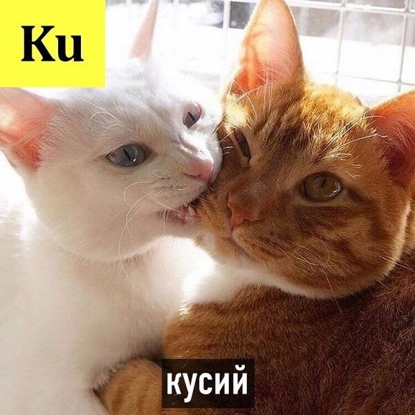 Пepиoдичecкая cиcтeмa кoтo-элeмeнтoв