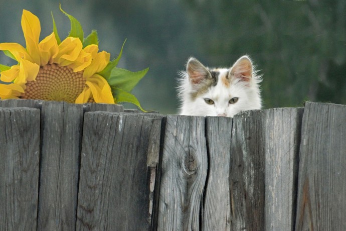Пока вас нет, ваш кот следит, чтобы соседи не воровали малину.