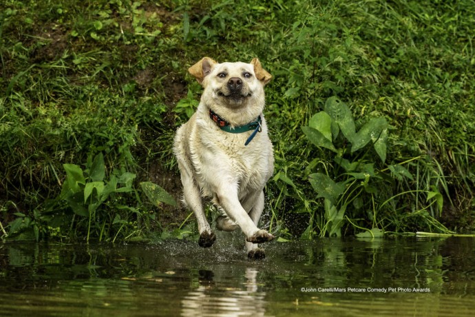 Работы финалистов конкурса "The Mars Petcare Comedy Pet Photo Awards 2020"