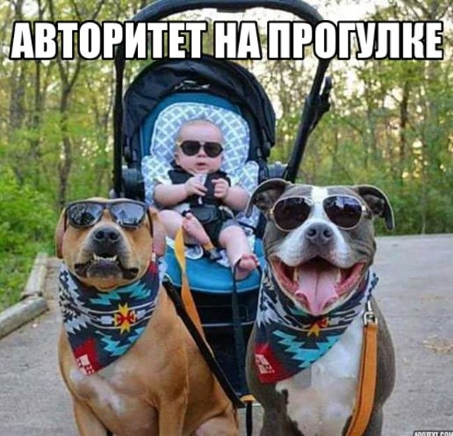 Собачий юмор