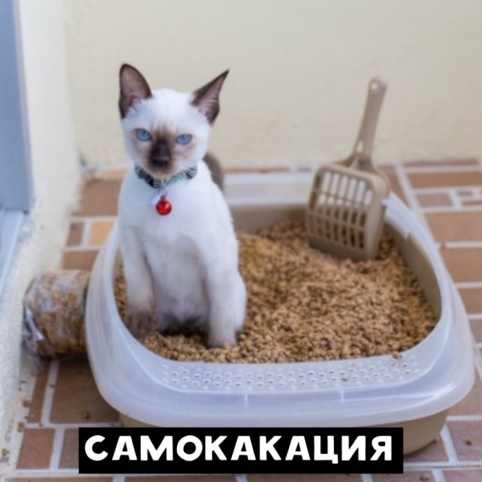 Когда коты в теме