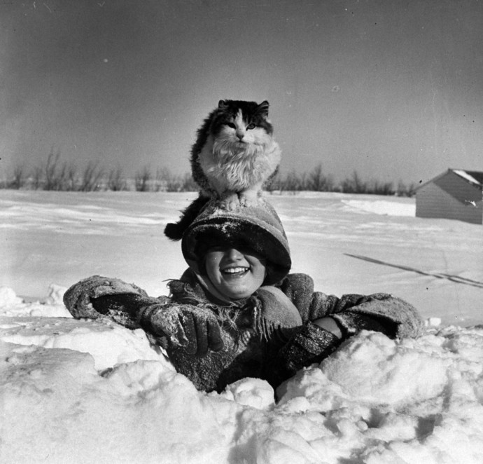 Несколько старинных фотографий кошек до появления интернета