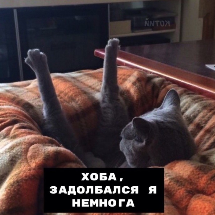 Так могут только коты