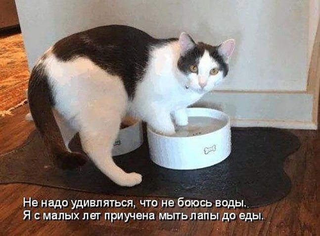 Котопост