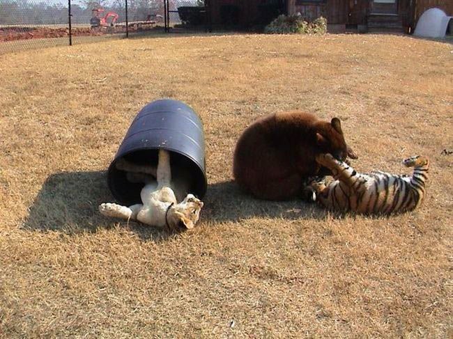 Неразлучное братство медведя, льва и тигра