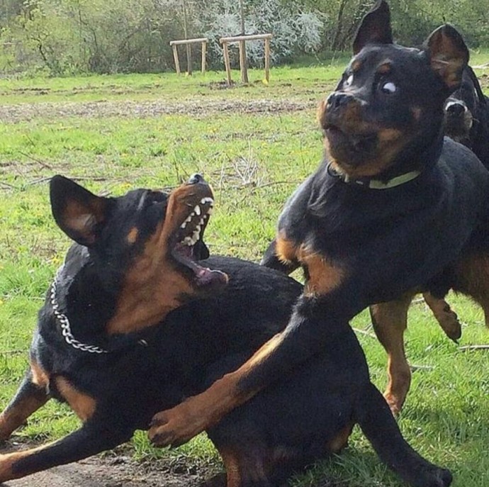Забавные фото собачьих братьев и сестёр