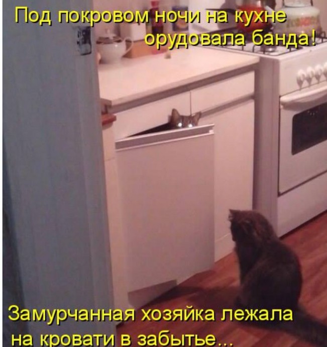 Коты с нечистыми намерениями