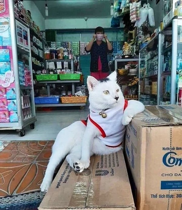 Магазинные коты