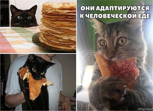 Некоторые доказательства того, что наши коты медленно превращаются в людей) Некоторые доказательства того, что наши коты медленно превращаются в людей)
