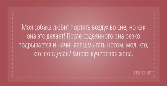 Пользователи интернета поделились забавными историями, которые произошли с их собаками Пользователи интернета поделились забавными историями, которые произошли с их собаками