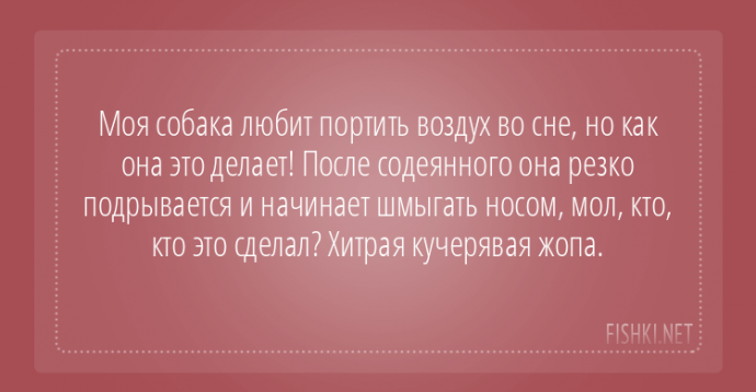 Пользователи интернета поделились забавными историями, которые произошли с их собаками