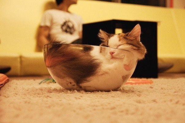 Удивительная способность котов спать там, где они хотят, и как они хотят