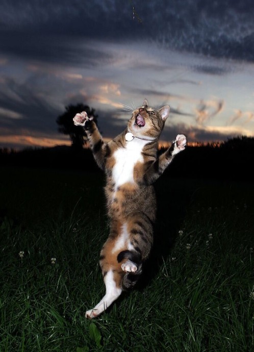 Самые забавные фото "танцующего" кота