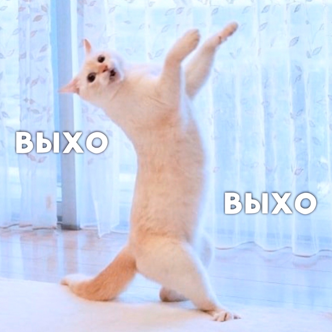 Танцующий белый кот