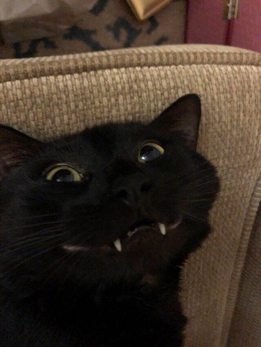 Когда коты показали свои зубы и при этом выглядели милыми дурашками